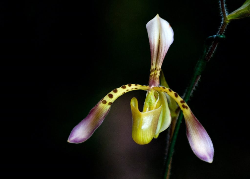 Colombia Orchids