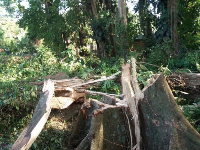 Costa Rica Illegal Logging