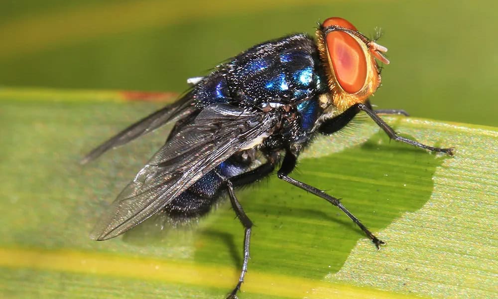 Screwworm in Costa Rica