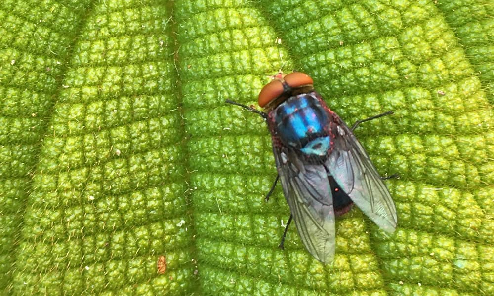 Costa Rica Screwworm Epidemic