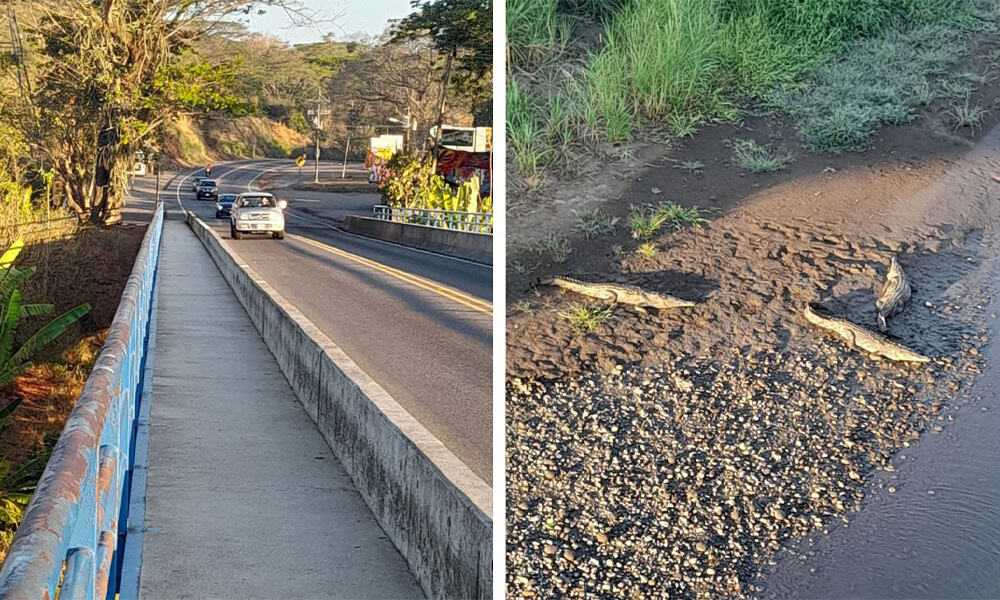 Costa Rica Crocodile Bridge