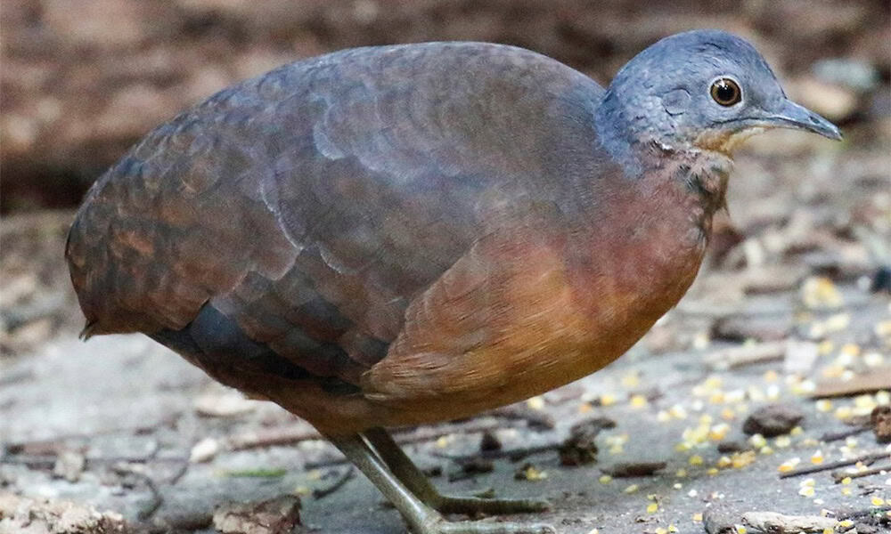 Costa Rica Birding Little Tinamou