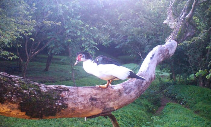 Costa Rica Wildlife - Muscovy Duck