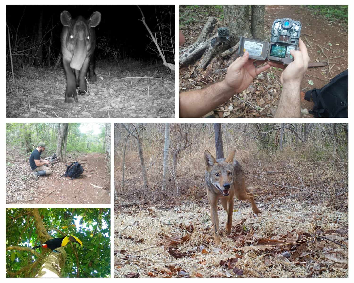 Wildlife Monitoring in Costa Rica