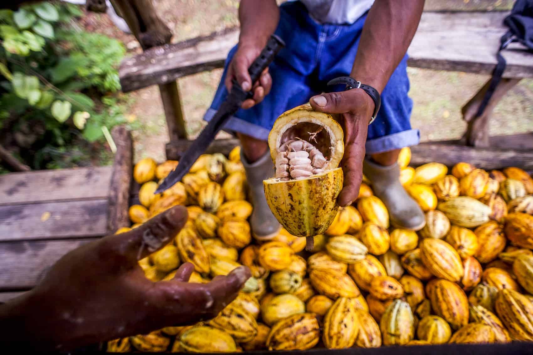 Costa Rica Cocoa