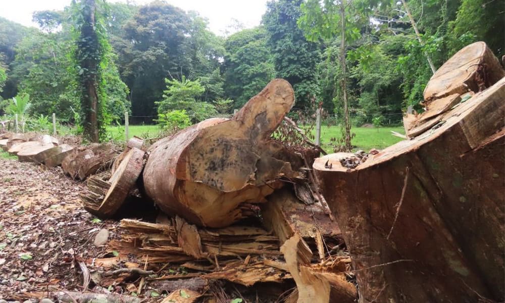 Costa Rica Deforestation