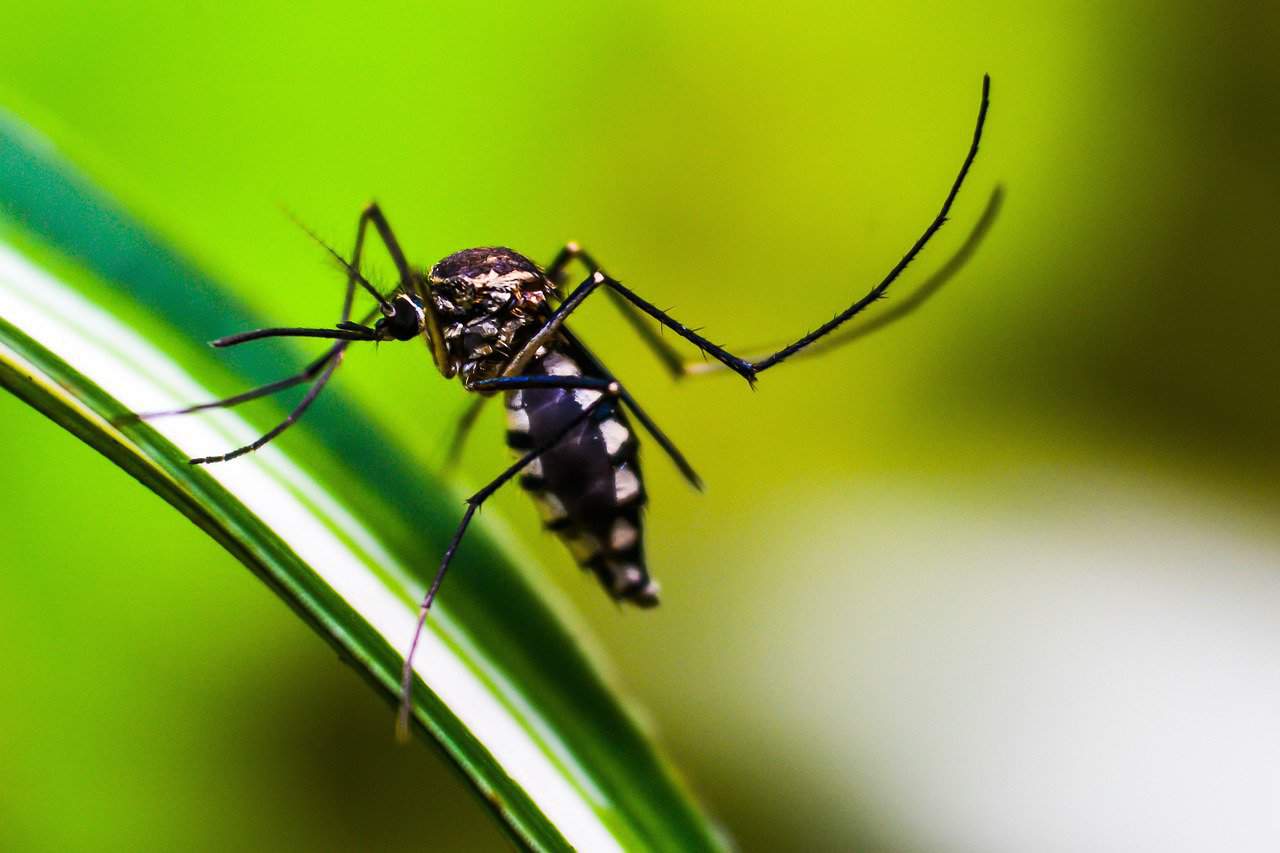 Costa Rica Dengue Children Outbreak