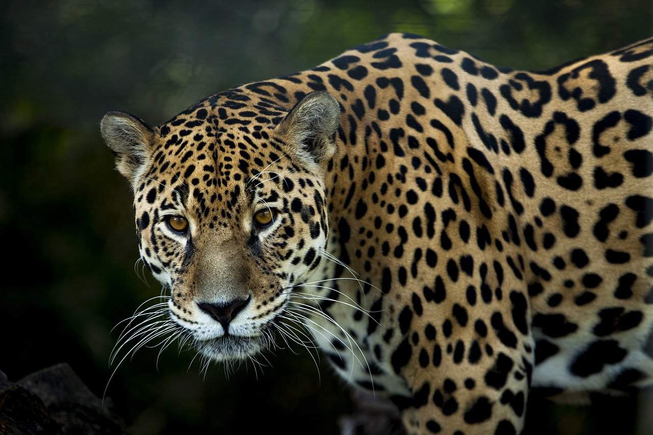 Jaguar Sighting Costa Rica