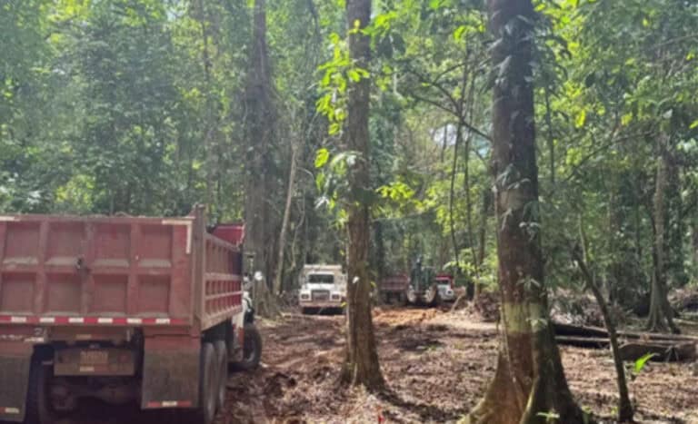 Logging in Manzanillo Costa Rica