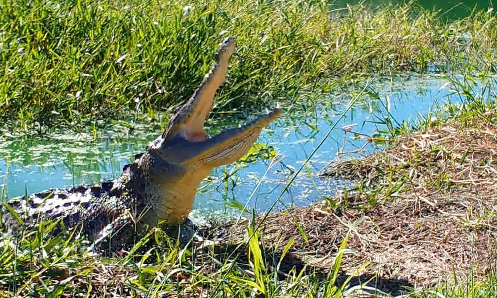 Costa Rica Predators and Prey