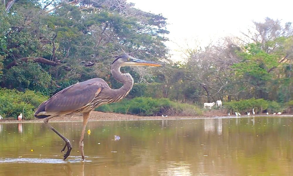 Costa Rica Birding: The Great Blue Heron