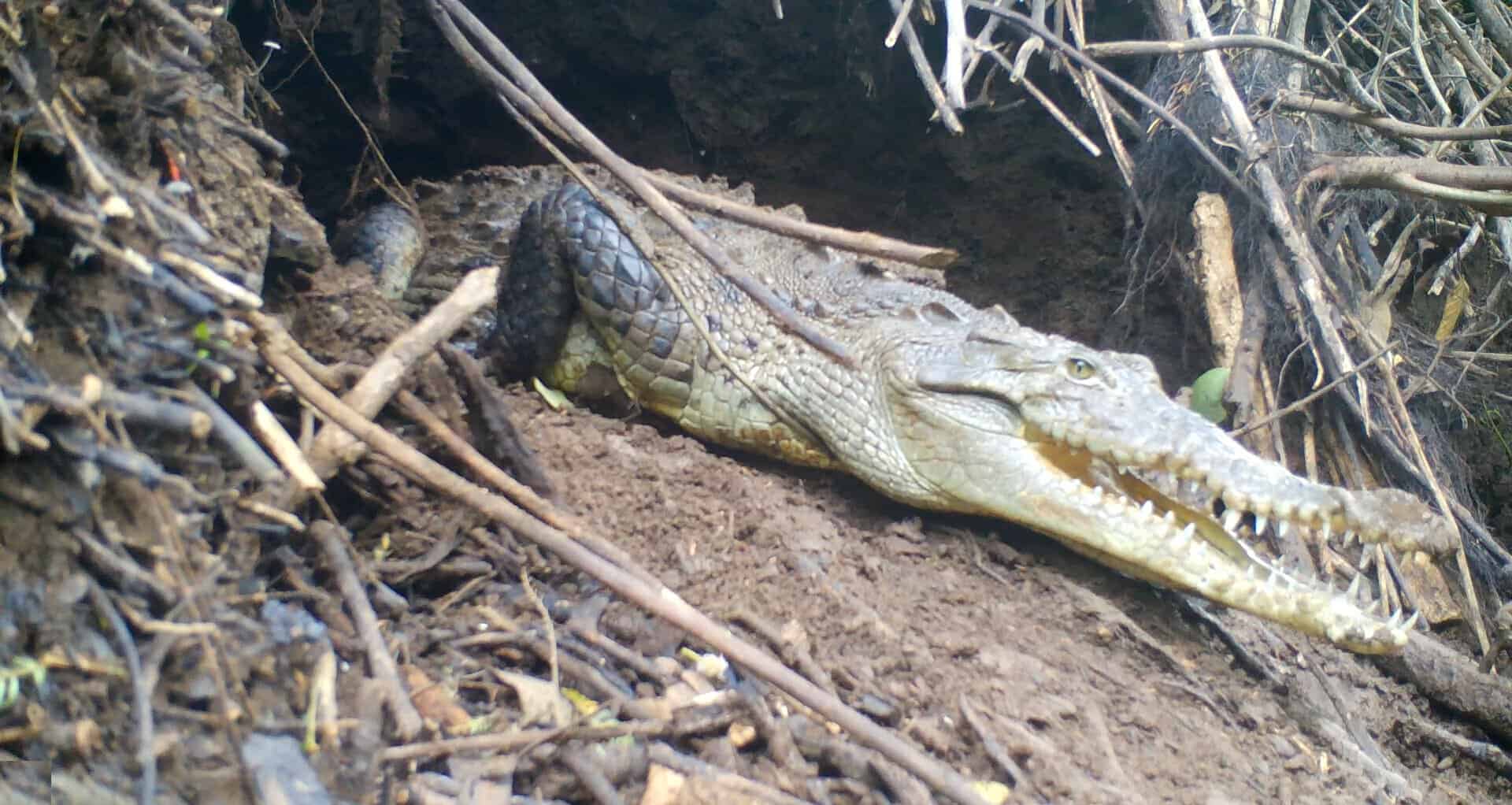 Costa Rica Crocodile Cave