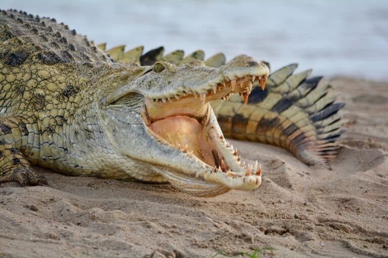 Crocodile Cave Costa Rica