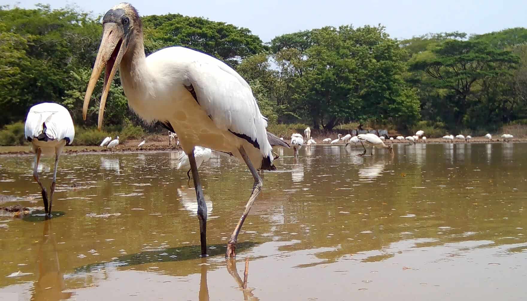 Costa Rica Wood stork