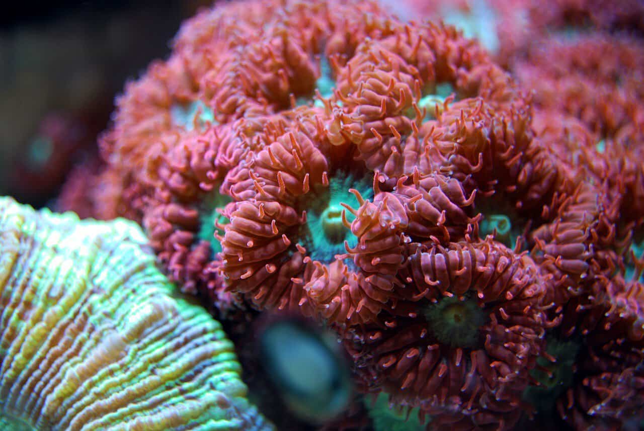 Coral Reef Restoration