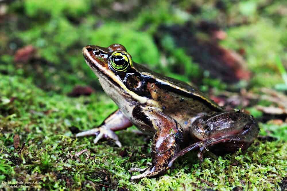 Green Eyed Frog