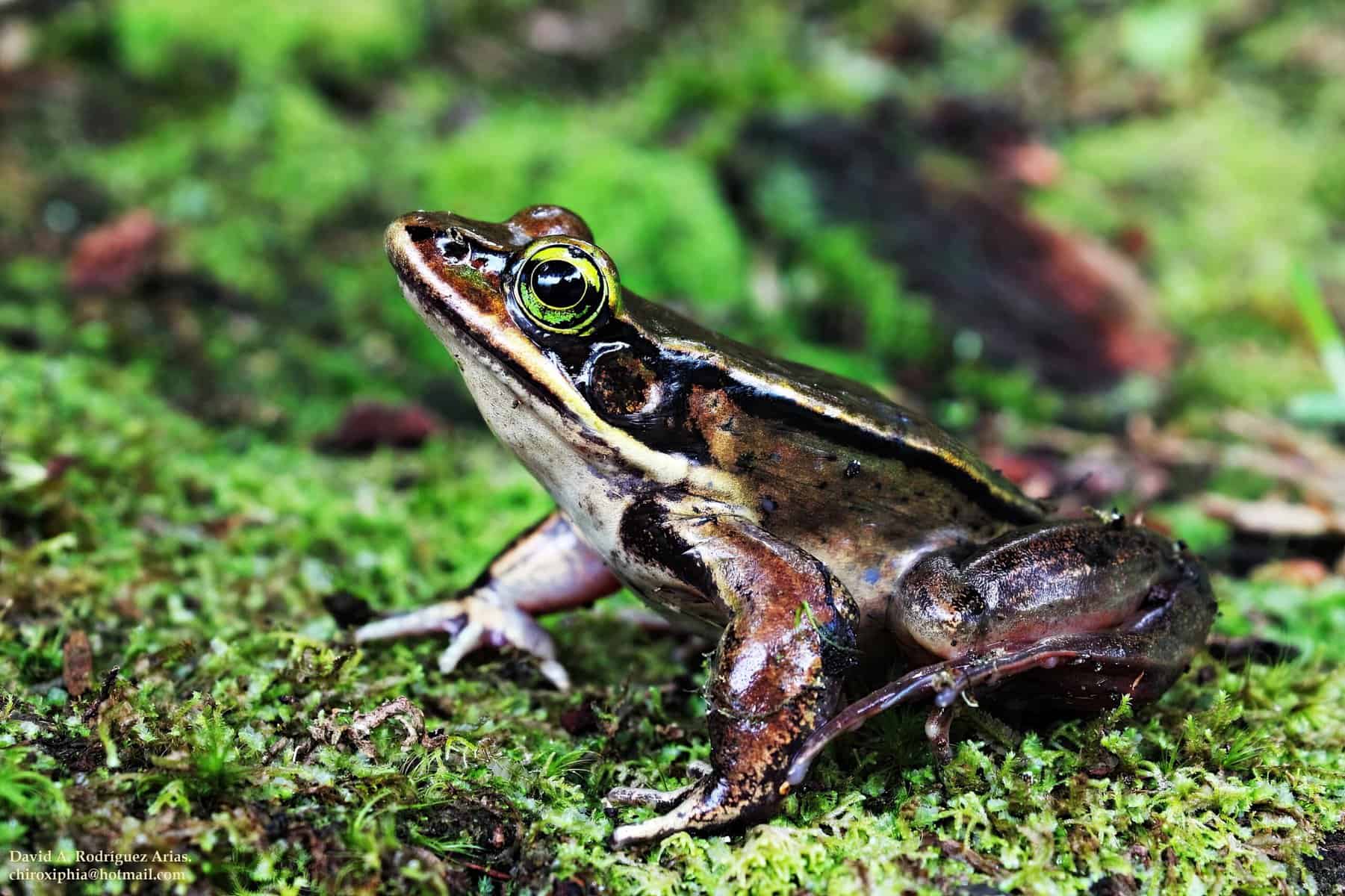 Green Eyed Frog Costa Rica