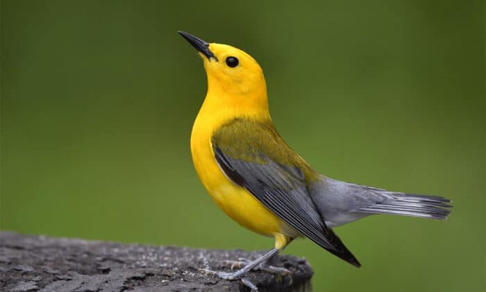 Costa Rica Birdwatching of a Prothonotary Warbler