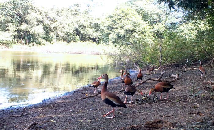 Costa Rica's Black-bellied Whistling-duck