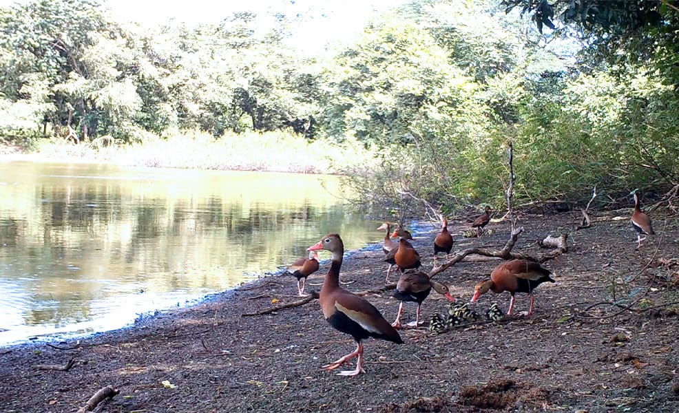 Costa Rica's Black-bellied Whistling-duck