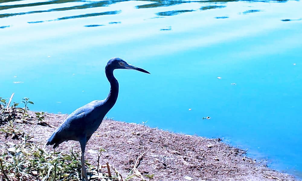 Costa Rica Birdwatching Little Blue Heron