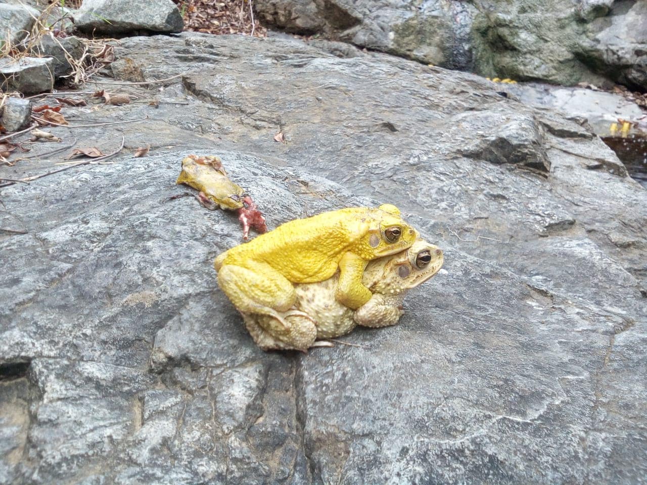 Yellow Toads in Costa Rica