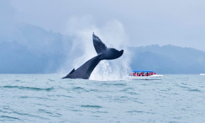 Costa Rica Whale Watching Season
