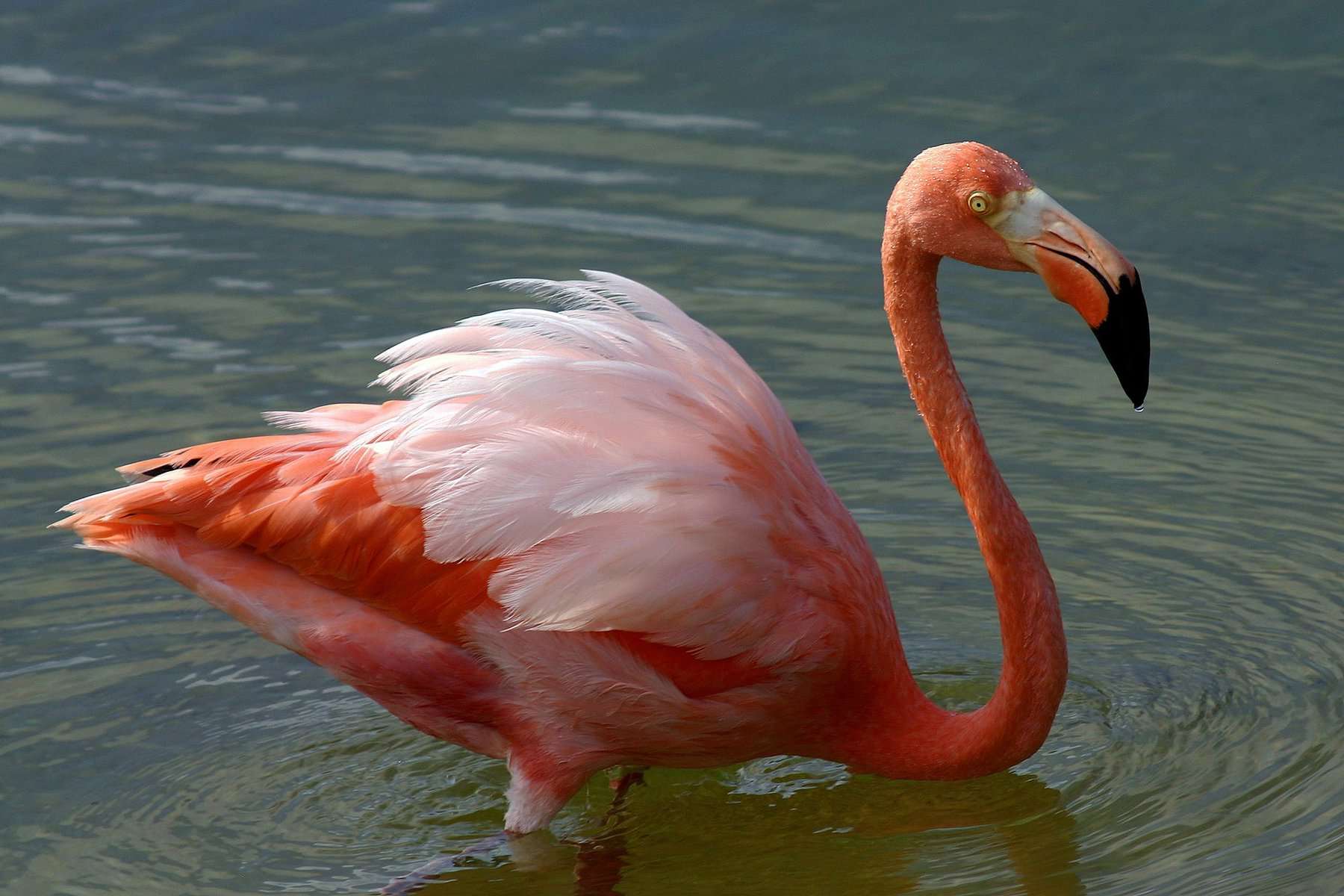 American Flamingo in Costa Rica