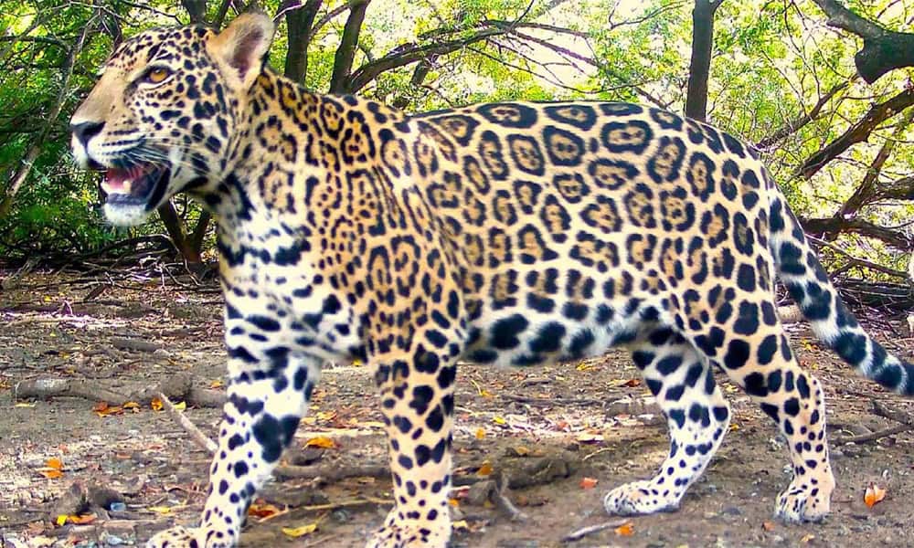 Jaguar on the beach in Costa Rica