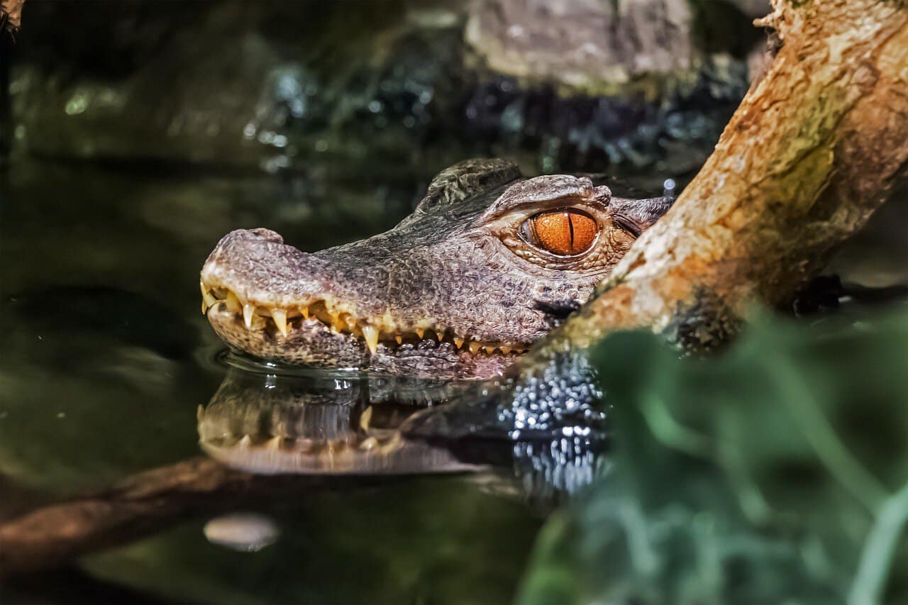 Crocodile Sightings in Cost Rica