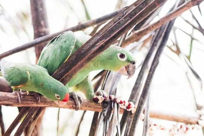 Saving Parrots in the Costa Rica Rainforest