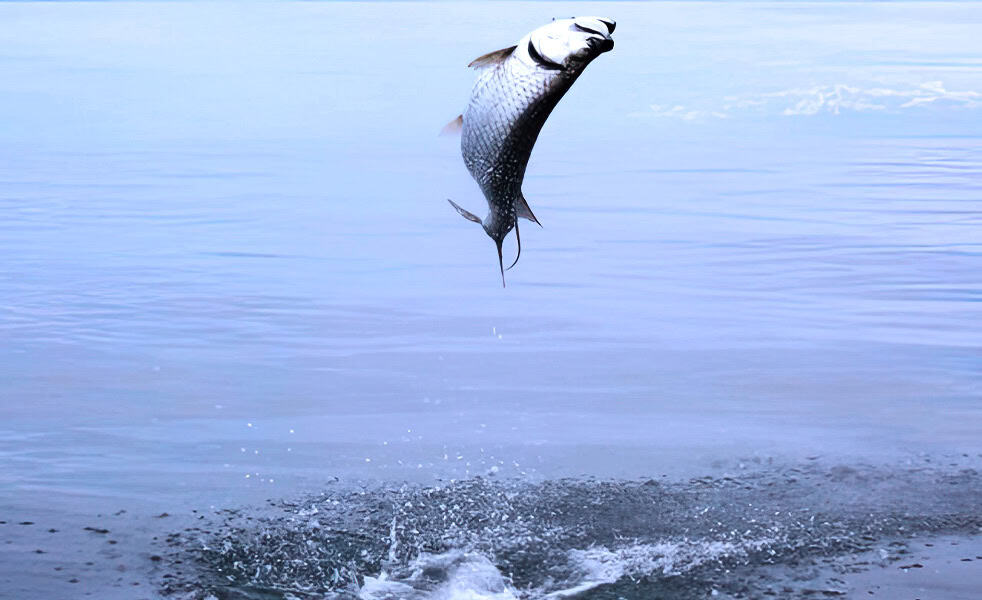Tarpon Fishing in Costa Rica