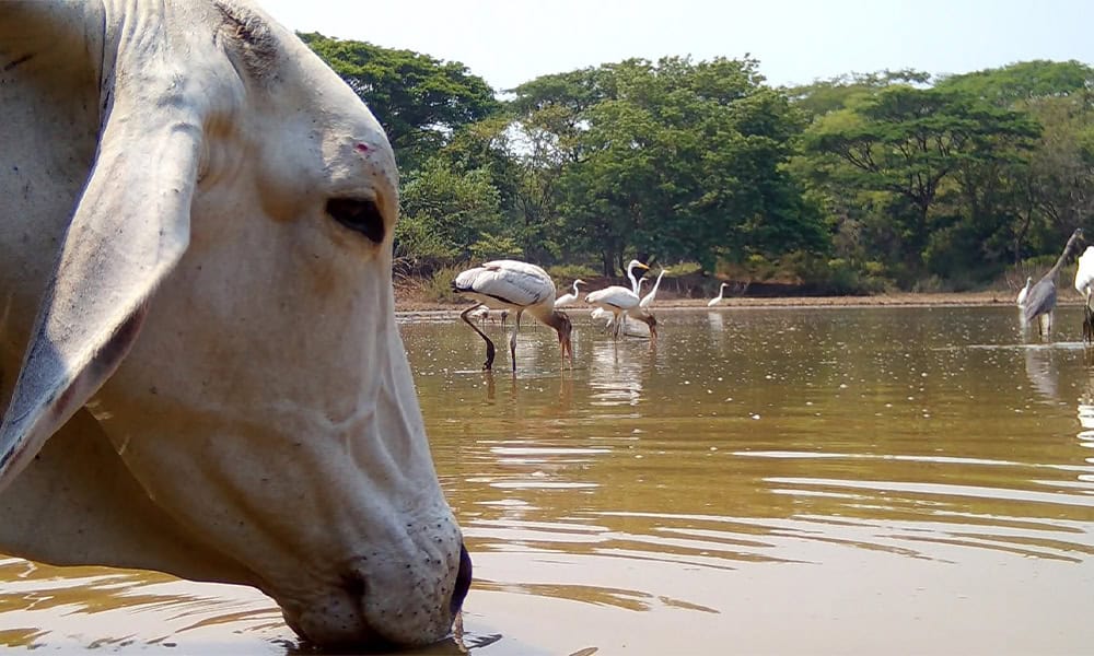 Cows on a Costa Rica Road Trip