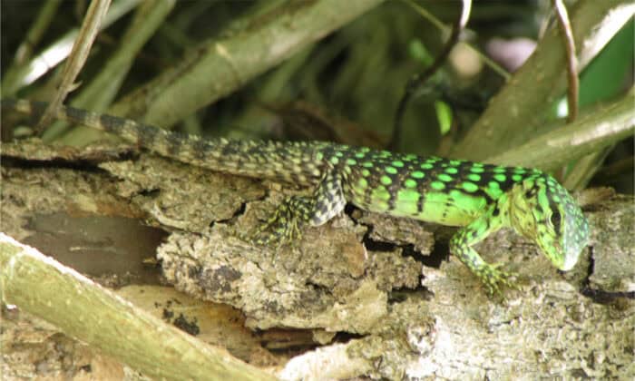 Costa Rica Five Keeled Spiny tailed iguana