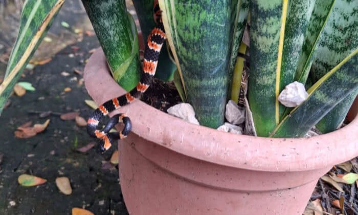 Costa Rica Ringed Snail Eater Snake