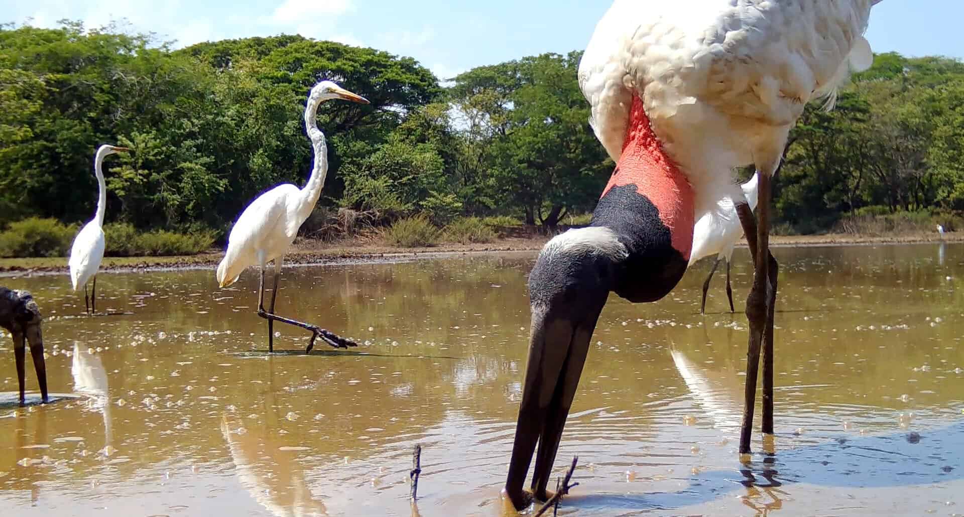 Wood Stork Wildlife in Costa Rica