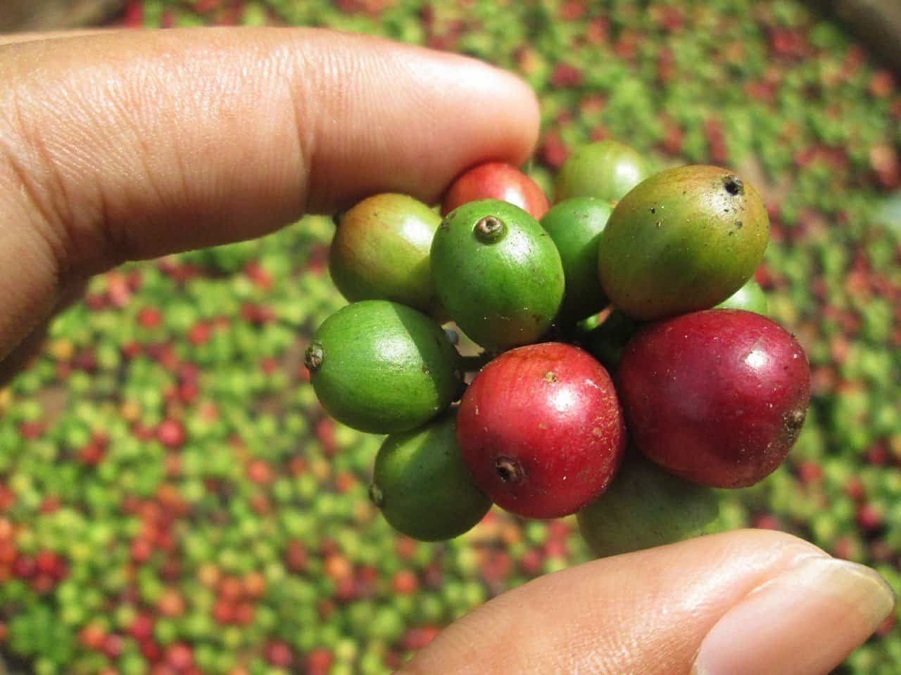 Costa Rica Lowland Coffee Farm