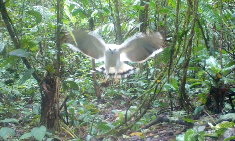 White Hawk in Costa Rica