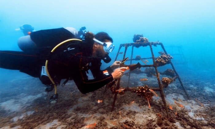 Culebra Reef Restoration Costa Rica