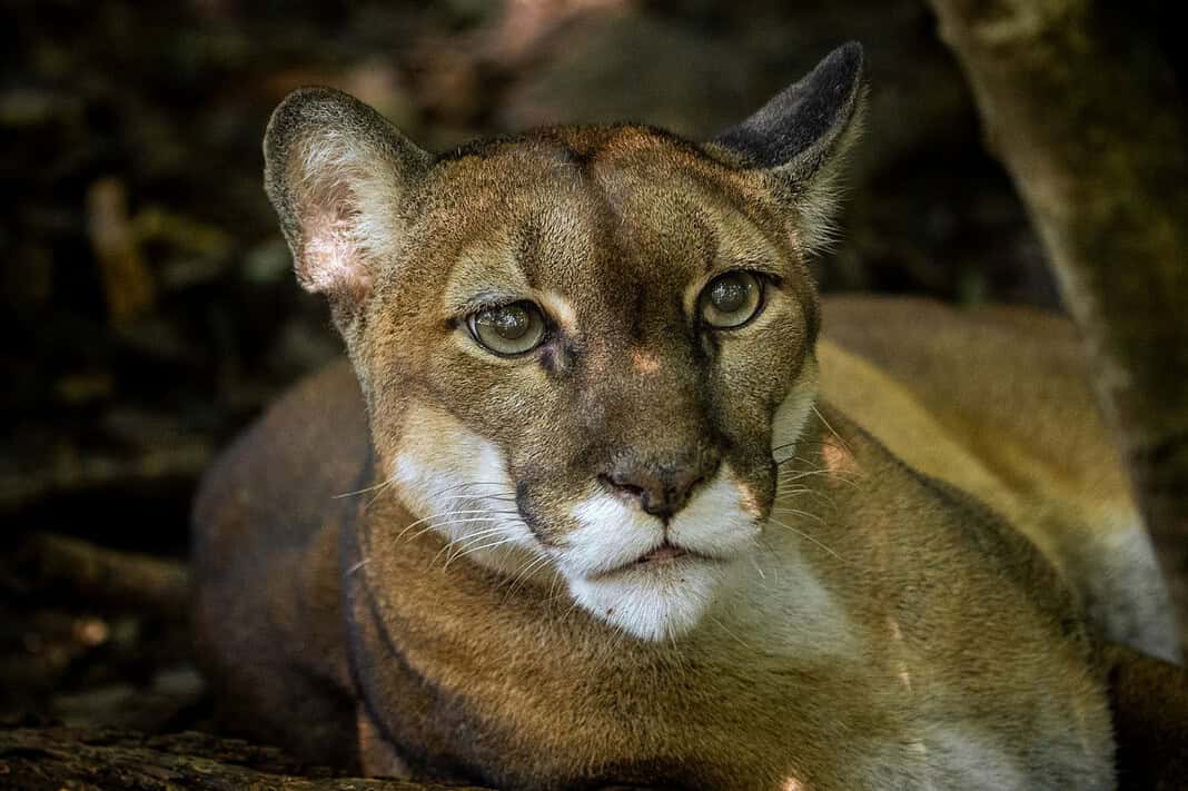 Costa Rica Wildlife Rescue Center Las Pumas Leads Animal Conservation