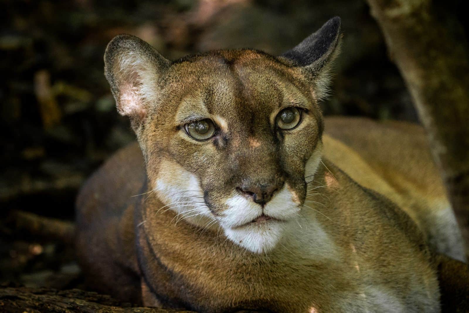 Costa Rica Wildlife Rescue- Las Pumas