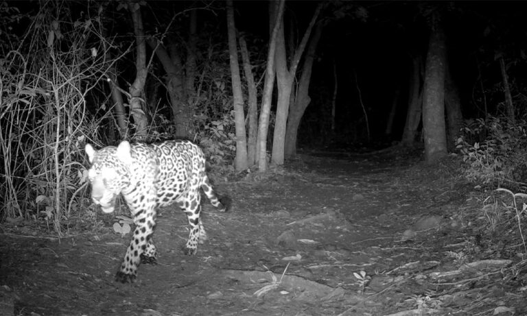 Secret Lives of Costa Rican Jaguars Revealed Through Trail Camera Network