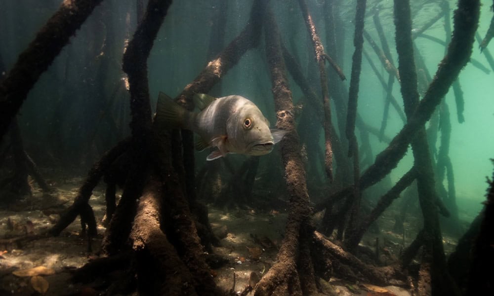 Costa Rica Snapper Conservation