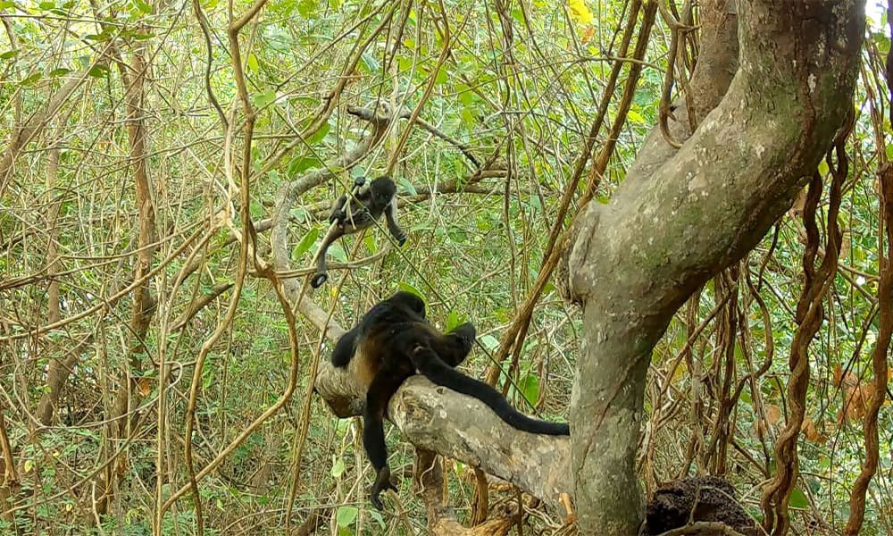 Costa Rica Wildlife