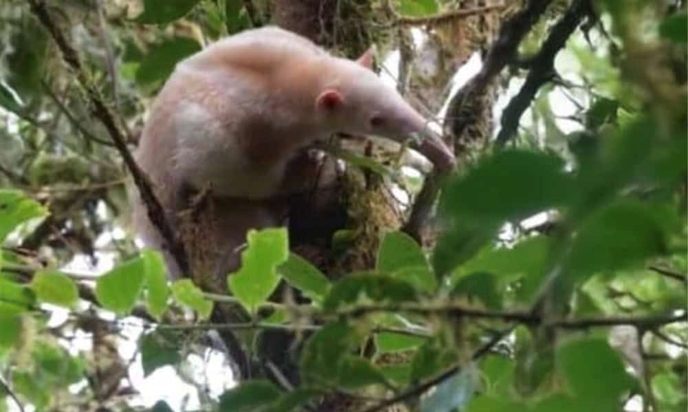 Rare White Anteater in Costa Rica