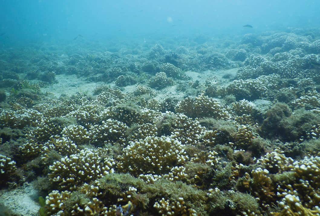 Costa Rica's Jicaro Reef Dies