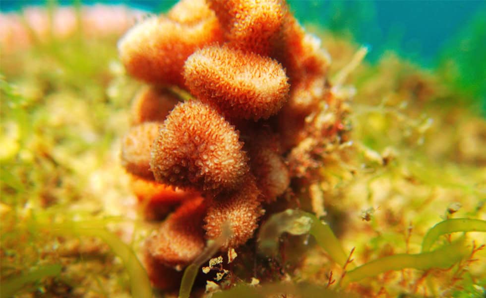 Coral Reefs in Costa Rica