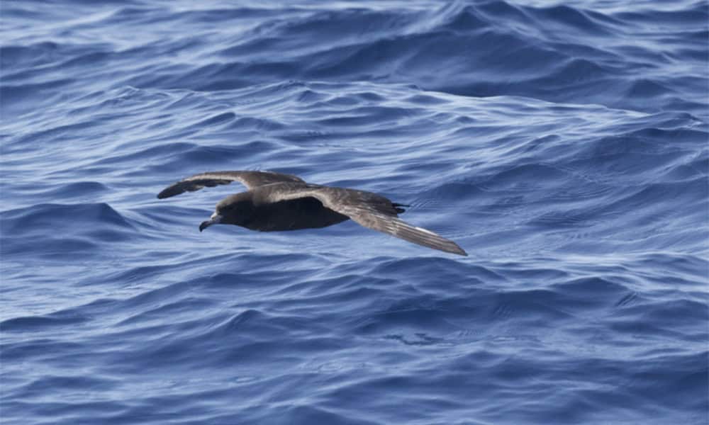 Flesh Footed Shearwater in Costa Rica