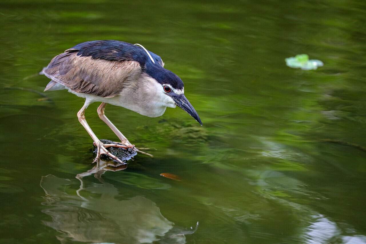 Costa Rica Birds - Black Crowned Night Heron