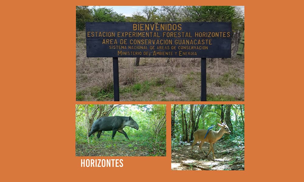 Costa Rica Wildlife Tour at Horizontes